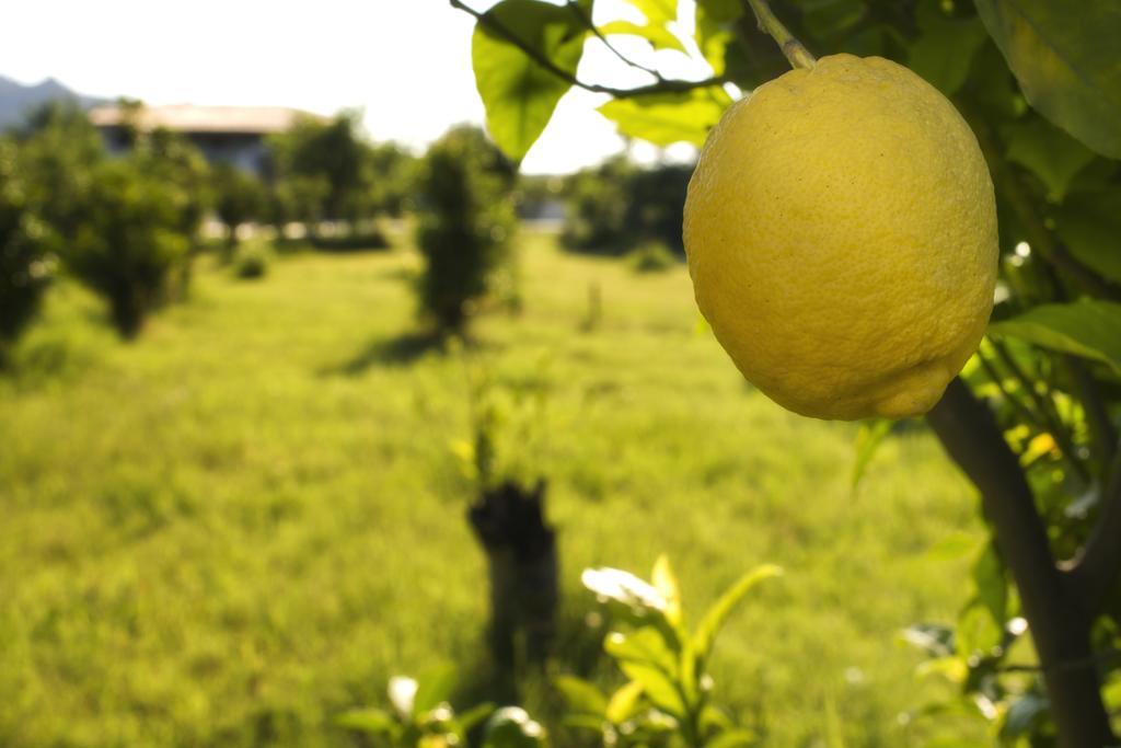 Agriturismo Terrenia Villa Trappitello Eksteriør billede